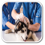 How to Become a Veterinarian