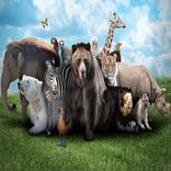 Wildlife enigma