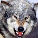 lobos Puzzles