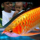 Animal photo frames Cframe APK