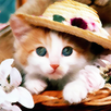 Moe Wallpaper - Kitty & Doggy APK