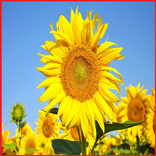 Flowers and Insects
