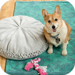 Dog Design Sala