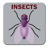 Insects