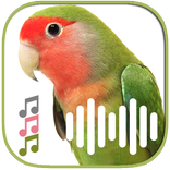 Relaxing Bird Sounds