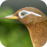 Suara Burung Wambi