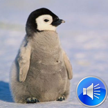 Penguin Sounds Ringtones