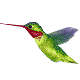Humming Bird