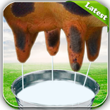 Milk The Cow Último jogo