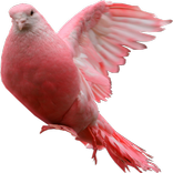 Pigeon Widget for LOVE