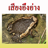 voce Bullfrog