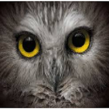 wildlife