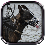 警察犬刑事チェイス