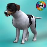 My Stray Dog Simulator