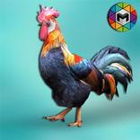 Rooster Simulator