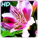 Mekar Bunga For Galaxy S6 Edge APK