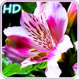 Blooming Flowers