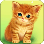 Cute Baby Cat