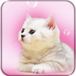 Cute Cat Live Wallpaper