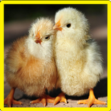 Chick Hafıza Oyunu