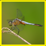 Dragonfly Hafıza Oyunu