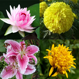 Flower Memory Game