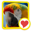 600 Words APK