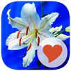 650 Words APK