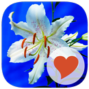 650 Words APK