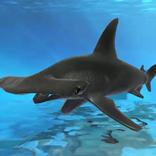 Under water fish