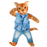 Funny Talking Cat