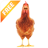 Real Talking Chicken