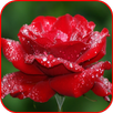 Stylish Flower Images APK