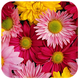 Plant  Flowers Puzzle