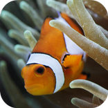 Ocean Fish Aquarium