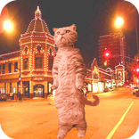 Cat Dancing