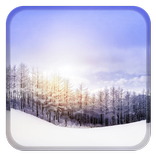 Snowy Winter