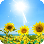 Подсолнухи Live Wallpaper
