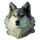Wolf Sticker