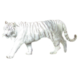 White Tiger Sticker