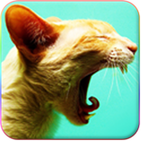 Kedi Sesleri