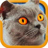 Cat Simulator 2