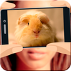 What hamster are you? APK