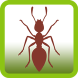 Ant Smasher Free Game