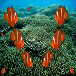Find Clown Fish