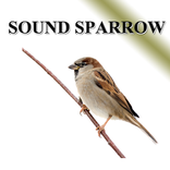 Sparrow