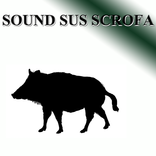 Wild boar