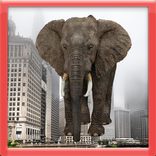 The Wild Elephant