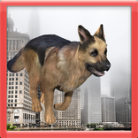 German Shepherd Simulator