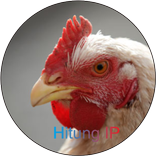 Hitung IP